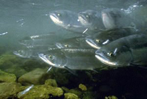 columbia river salmon